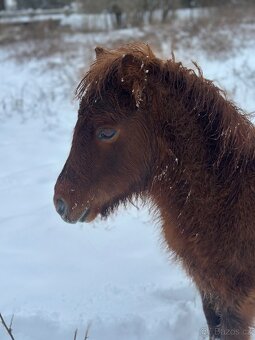 Shetland pony - 3