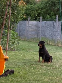 Rotvajler rtw rotweiler - 3