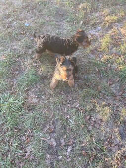 Nabídka štěňat - 3