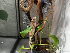 Chameleon Pardali - 3