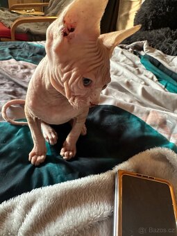Kanadský sphynx tří měsíční kocourky - 3