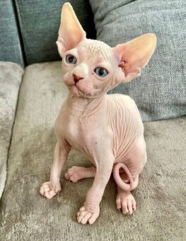 Sphynx kocourek - 3