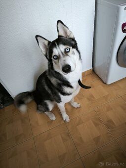 Sibiřský husky - 3