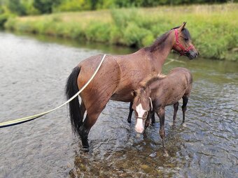 Klisnička Welsh pony, sekce B na prodej - 3