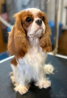 Kavalír king charles spaniel - štěňátka - 3