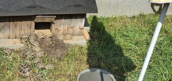 Želva zelenavá a vroubená, mláďata. - 3