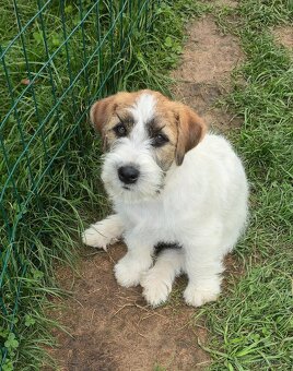 Jack Russell terrier - 3