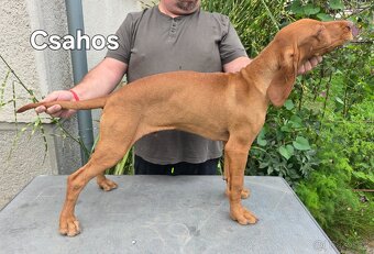 Maďarský drôtosrstý stavač-ohař - 3