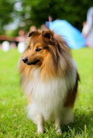 Nabídka krytí - krycí pes s PP - zlatá šeltie - 3