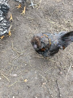 Kohout hedvábnička - 3