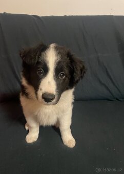 Štěňátka kříženci border kolie - 3