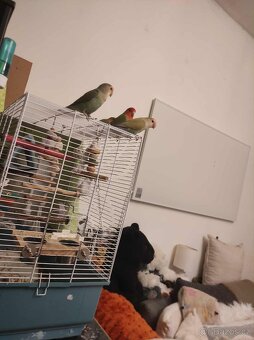 Agapornis růžohrdlý - 3