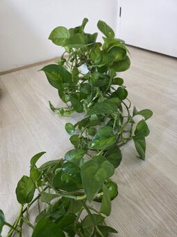 Epipremnum / Potos - 4x marble, snow queen, global, neon - 3