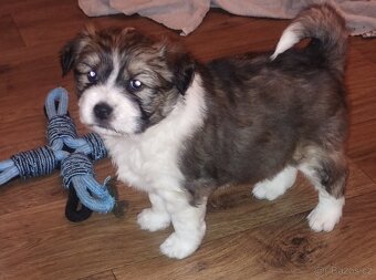 Prodám štěňátko středního vzrůstu - 3