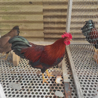 VELSUMKA ZDROBNĚLÁ REZAVĚ KOROPTVÍ - 3