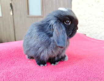 Zakrslý beránek, králíček, králík - ELLA - 3