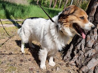 BASTY K ADOPCI - milý vděčný mazel, vhodný k dětem - 3