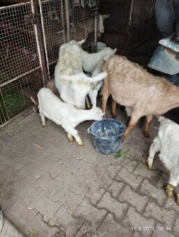 Prodám kozlata - 3