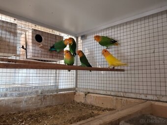 Agapornis Roseicolis - 3