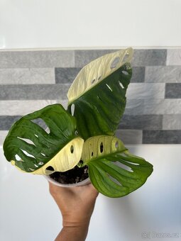 Monstera Adansonii Japanese Tricolor - 3