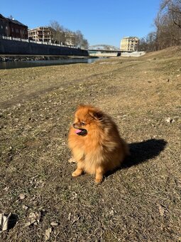 Pomeranian krytí - 3