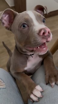 American bully pocket - 3