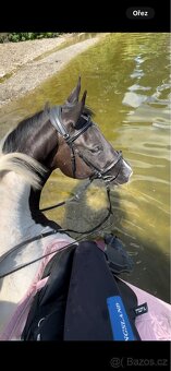 uzdecka kentaur cob - 3