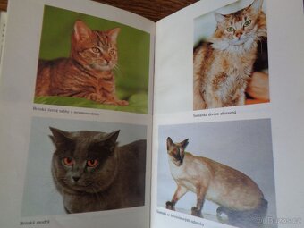 Kočky, kocouři a koťata - 3
