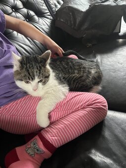 3 měsíční koťata - 3