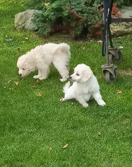 Maltézský psík - 3