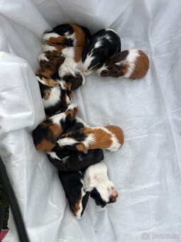 Morčátka - kluci i holky 😍 - 3