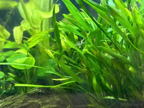 Krevetky Neocardina Davidi - 3