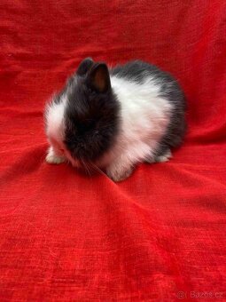 ZAKRSLÝ TEDDY KRÁLÍČEK - KRÁLÍČCI - 3