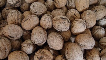 vlašské ořechy neloupané - 3