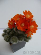 Kaktusy a sukulenty - 3