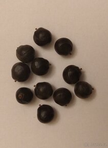 Svitel latnatý - Koelreuteria paniculata 10 semen 50 Kč - 3