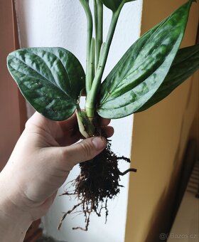 Monstera karstenianum Peru - 3