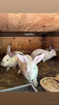 Samičky a samec - 3