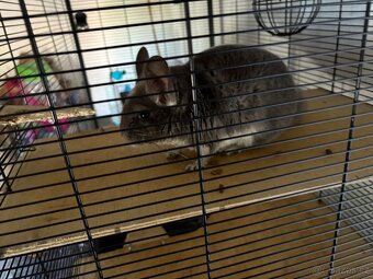 Chinchilla - 3