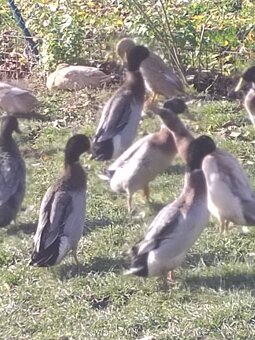 Indický běžec - 3