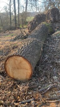 Dubová kulatina - 3