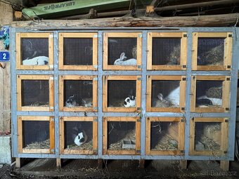 Spěcha-Prodám králíkárnu - 3