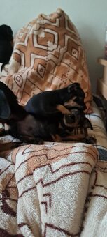 Pražský krysařík - 3