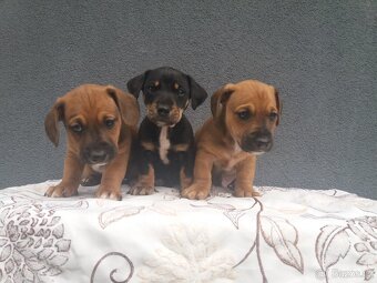 Jezevčík trpasliči - 3