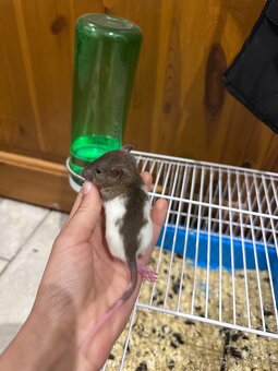 Potkani mláďata dumba - 3