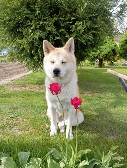 Akita Inu - 3