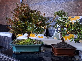 Bonsaj,bonsai Japonská Azalka - 3