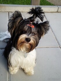 Biewer Terier na krytí - 3