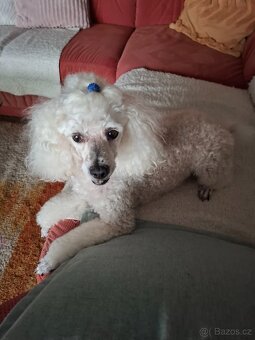 Daruji  do dobrých rukou - 3