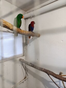 Eklektus polichloros - 3